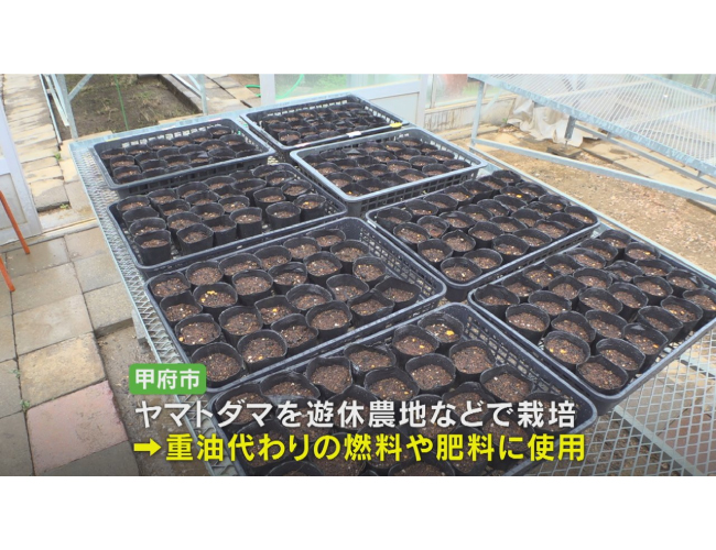 4か月で高さ6ｍに成長「ヤマトダマ」　バイオマスエネルギーとして研究へ　甲府市が種まき